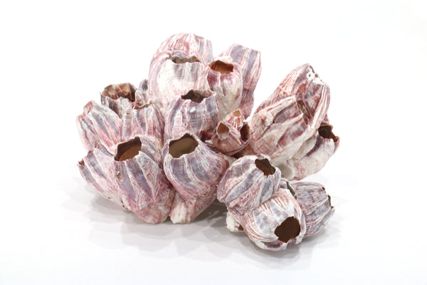 Medium Pink and Purple Barnacle Clusters